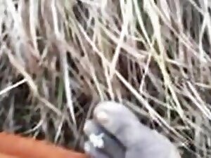 Desi Maid Fucked By Car Driver - Owner Recording It